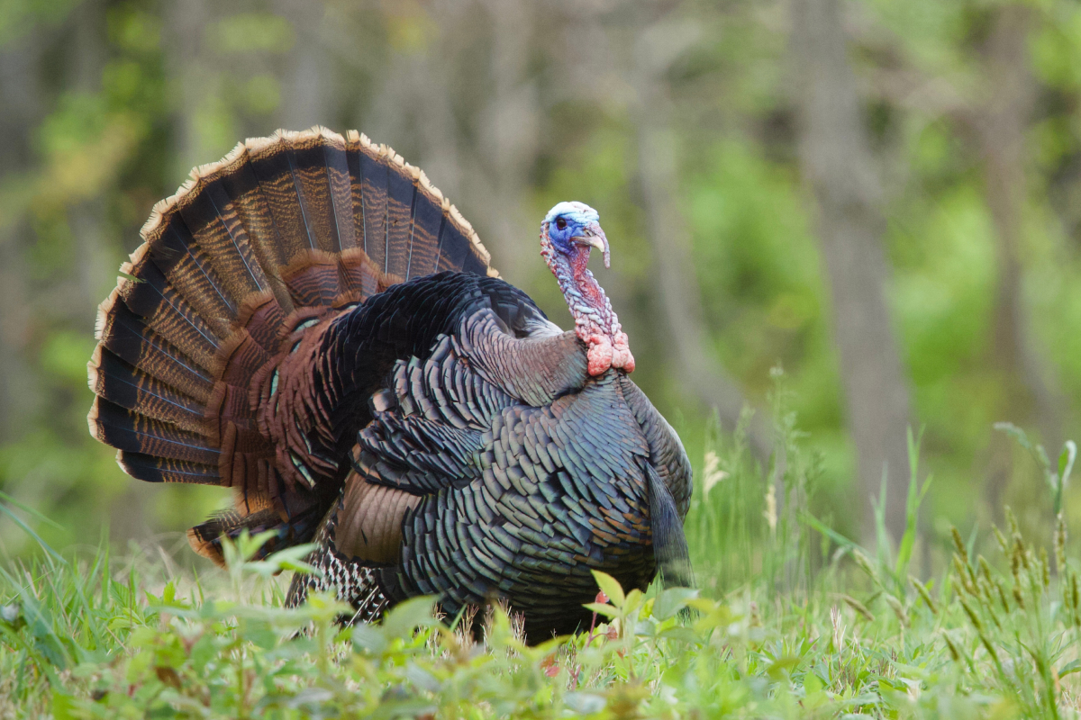 Peru, frango, chester ou bruster