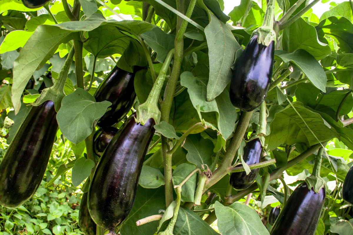 o que plantar no verão