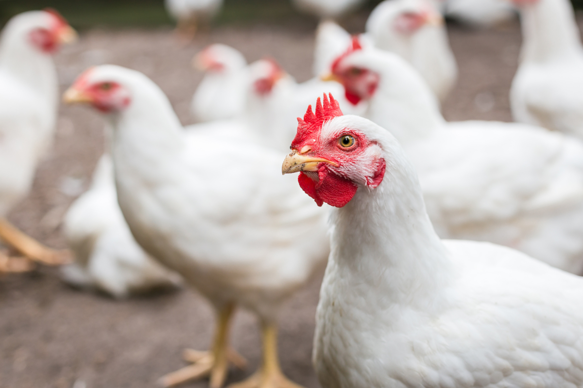 Peru, frango, chester ou bruster