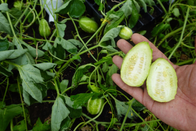 Como plantar essa hortaliça que odeia o frio e produz em 60 dias
