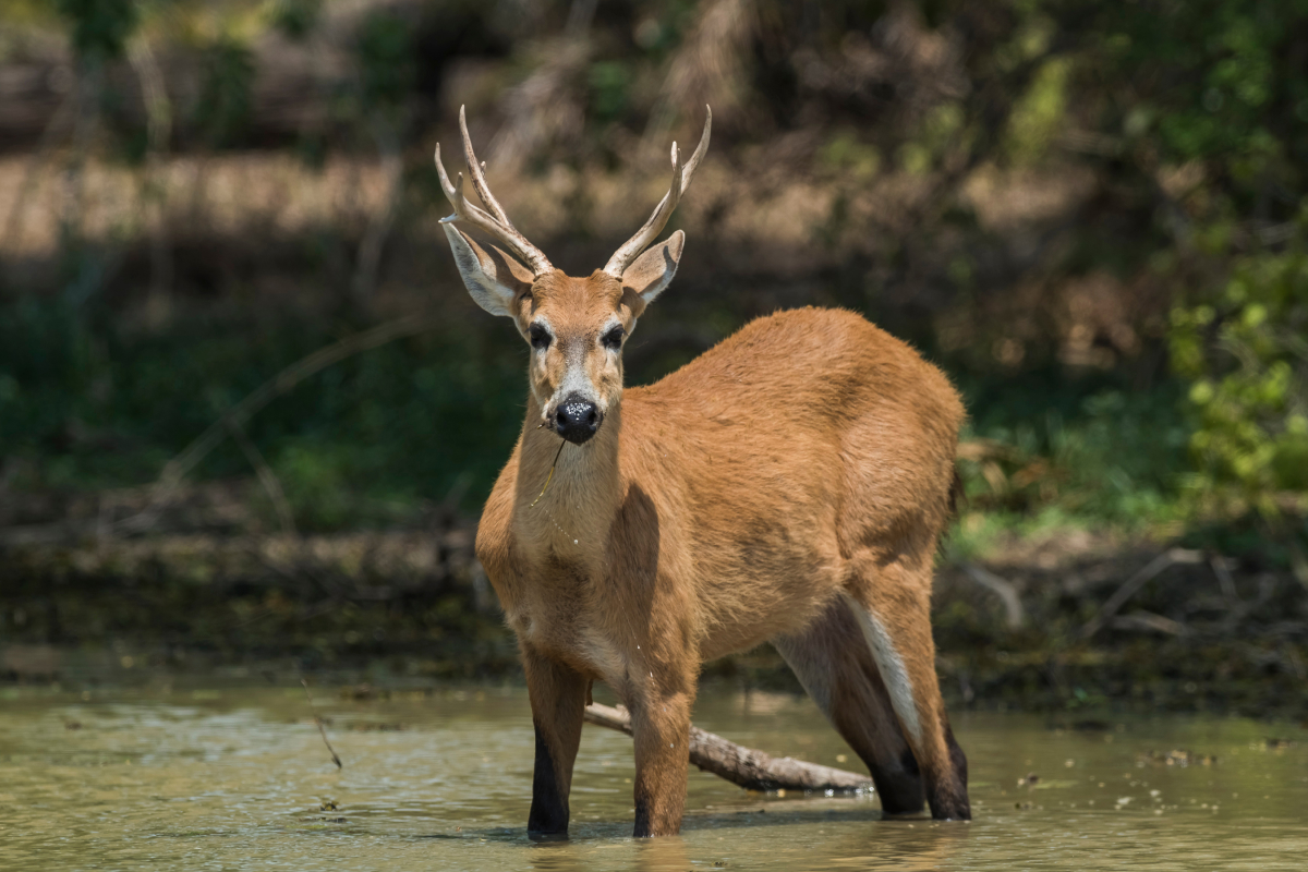 Cervo-do-pantanal. Foto: Adobe Stock