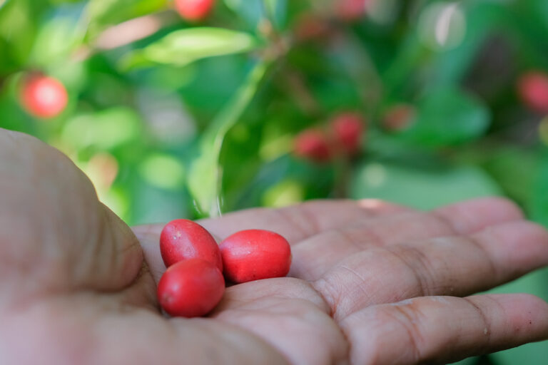 A fruta que faz o impossível: transforma o azedo em doce