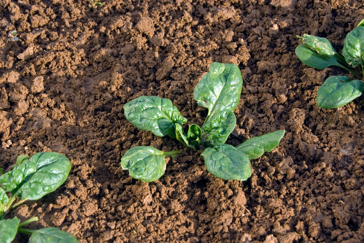 como cultivar espinafre