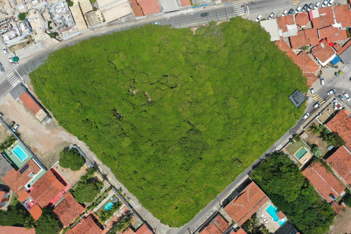 maior cajueiro do mundo