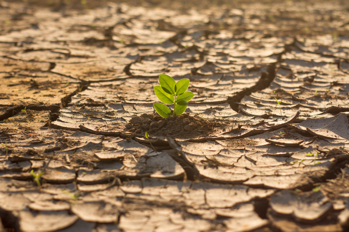 Zoneamento Agrícola de Risco Climático