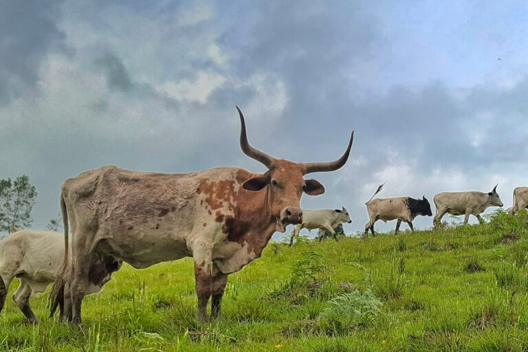 Conheça a raça ancestral gaúcha com os maiores chifres do Brasil