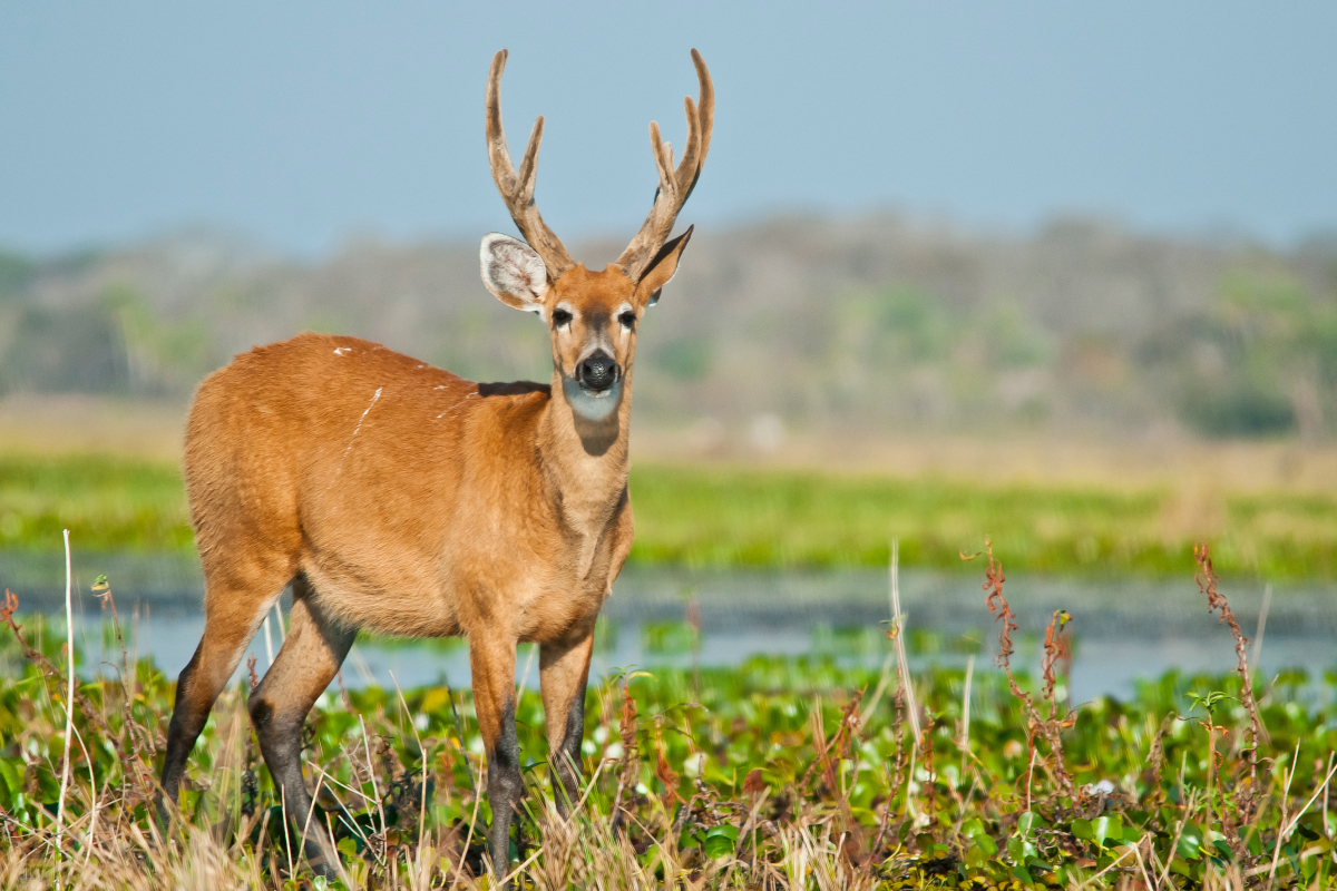 veados brasileiros
