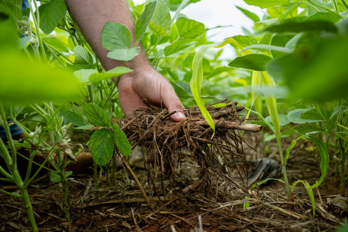 Foto: Mateus Dias/Aprosoja MT