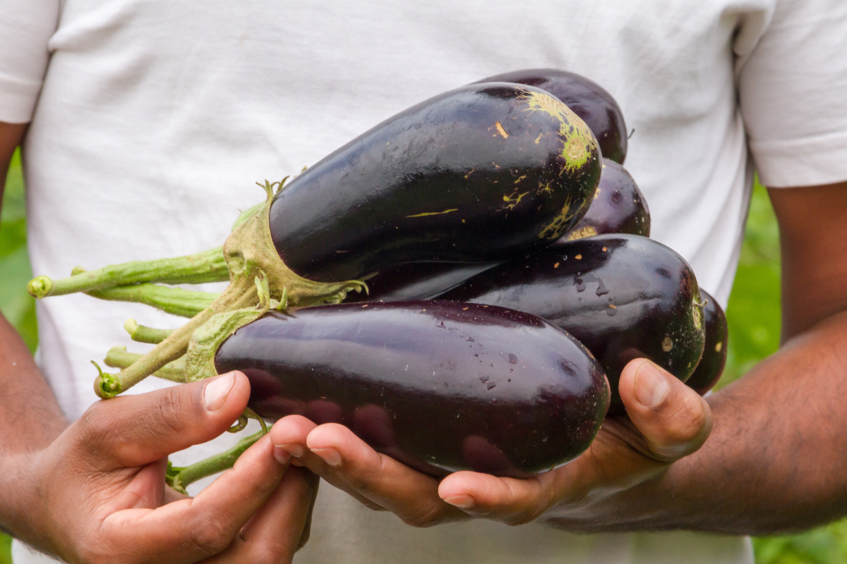 benefícios da berinjela