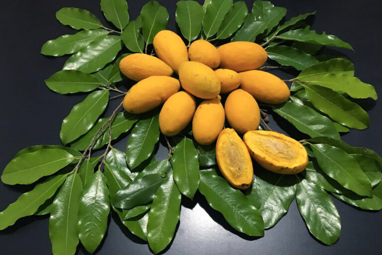 Oiti: uma joia de sombra e sabor