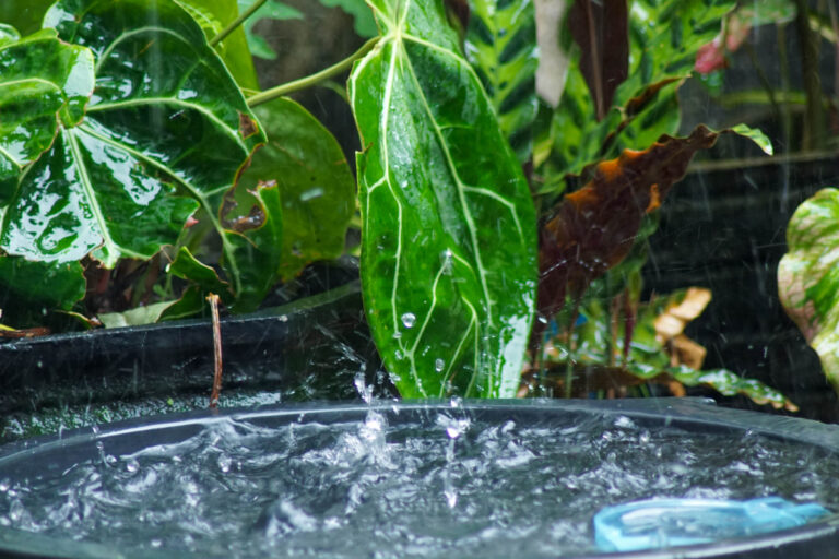 Conheça o método que está salvando plantações de hortaliças na seca