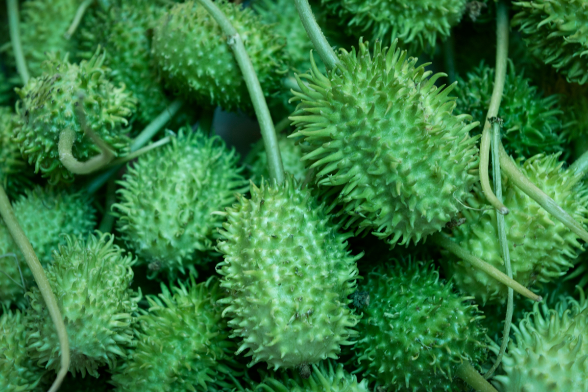 o que plantar no verão