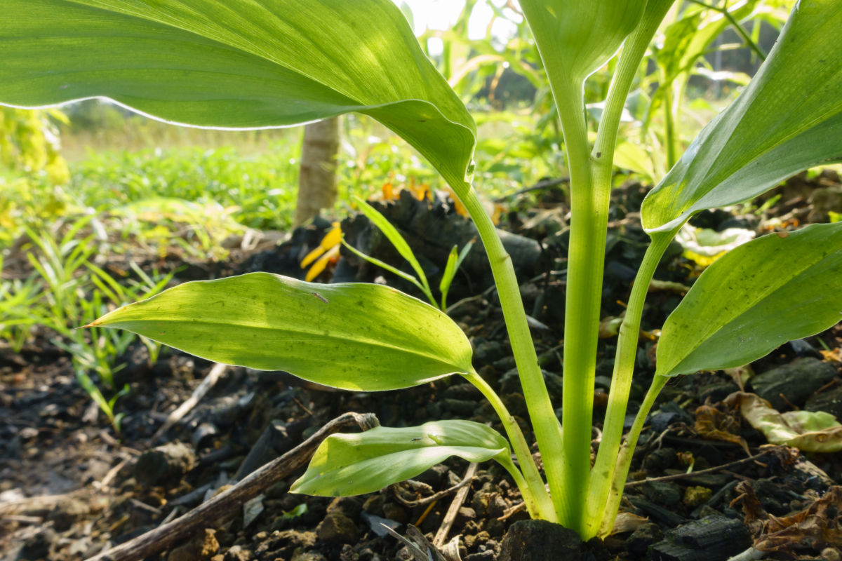 Como plantar açafrão-da-terra