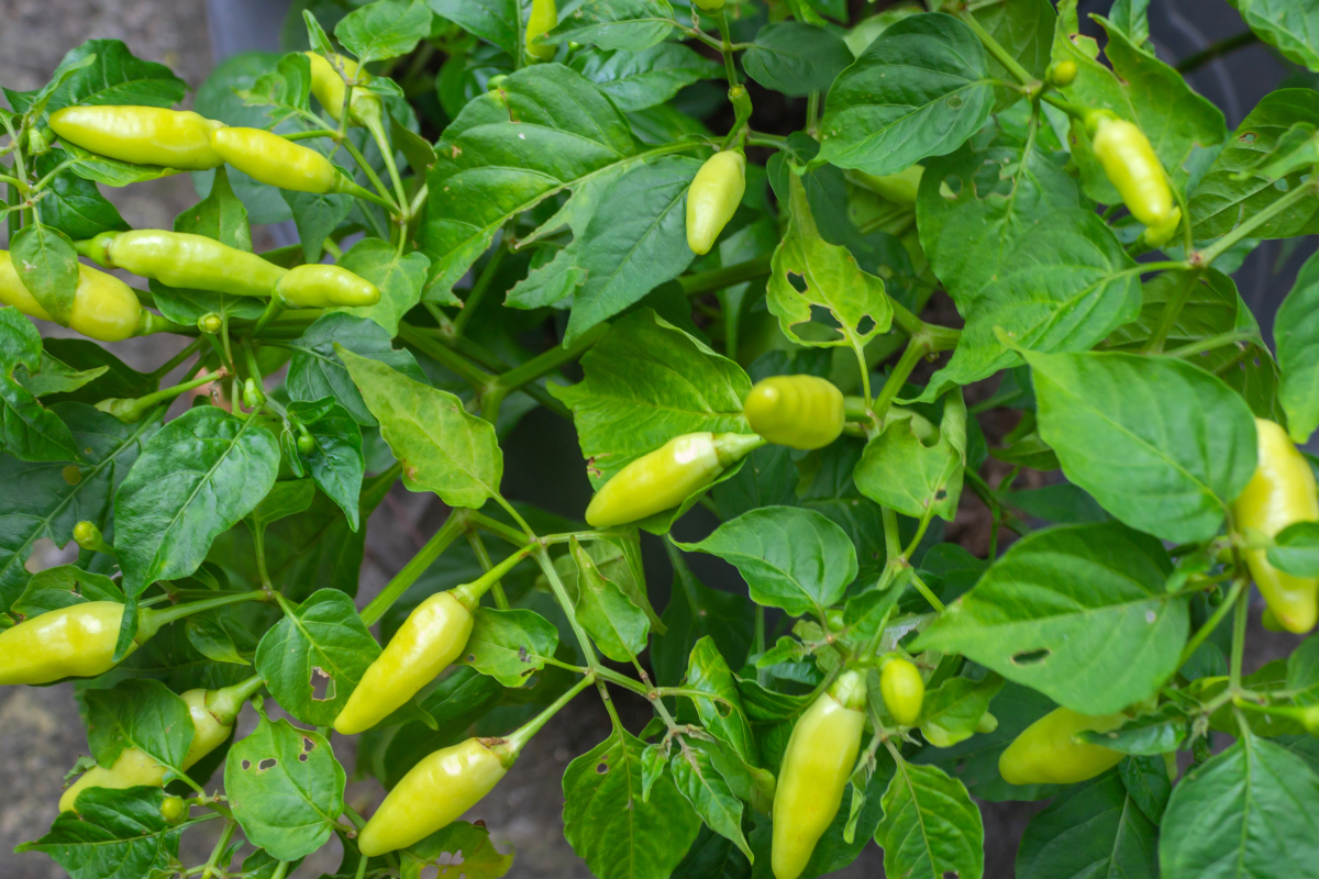 o que plantar no verão