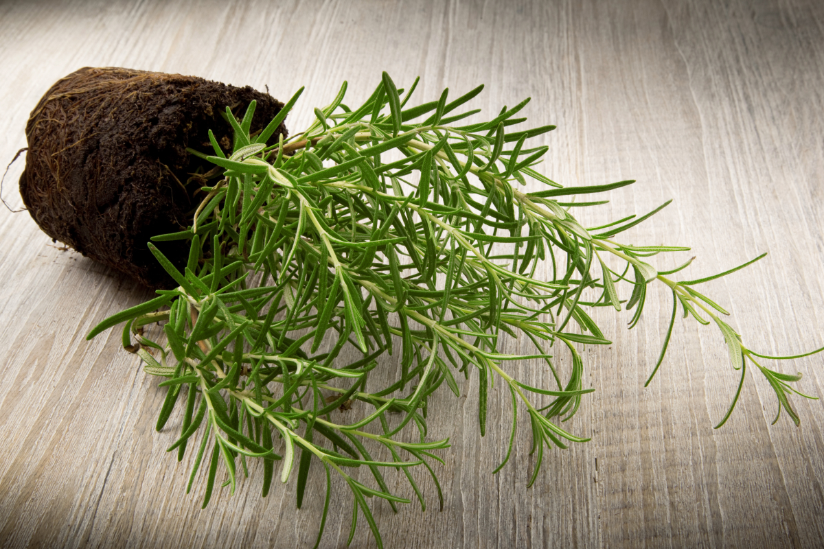 Como plantar alecrim em vasos