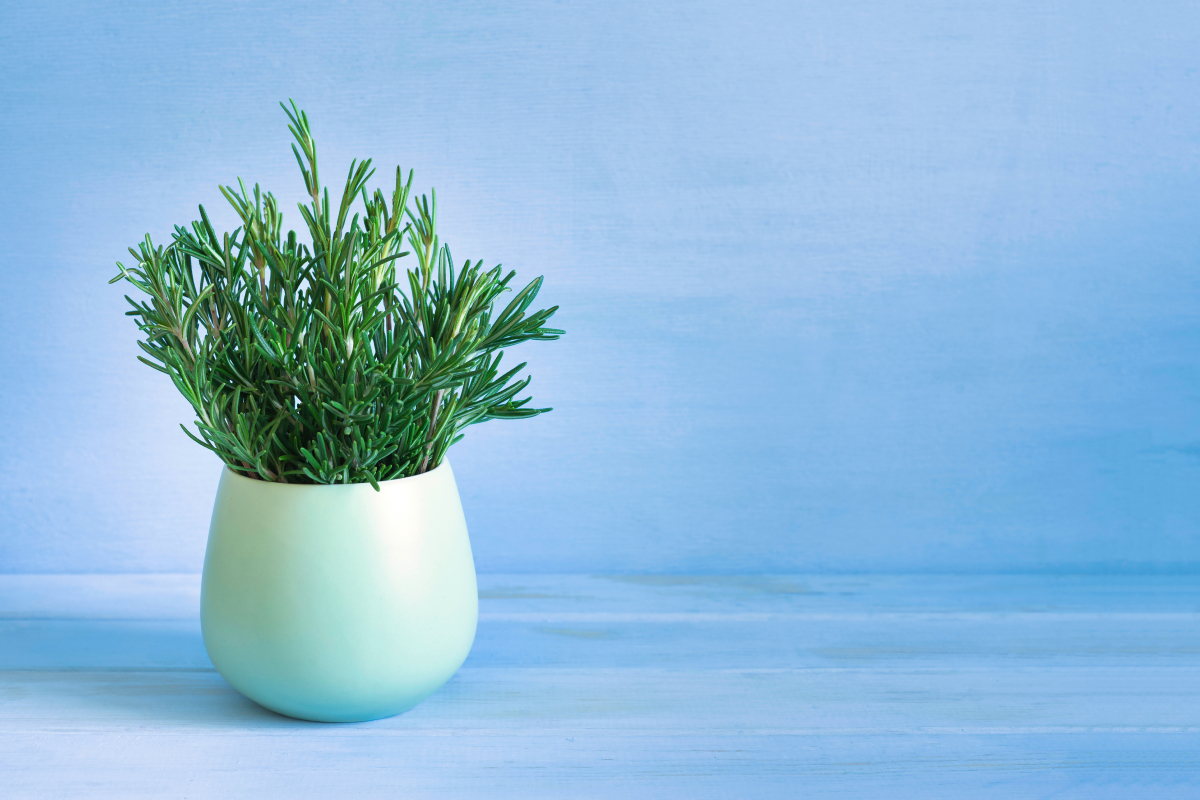 Como plantar alecrim em vasos