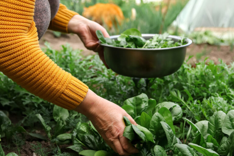 Saiba como cultivar espinafre com sucesso