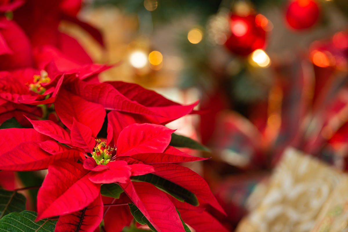 poinsétia