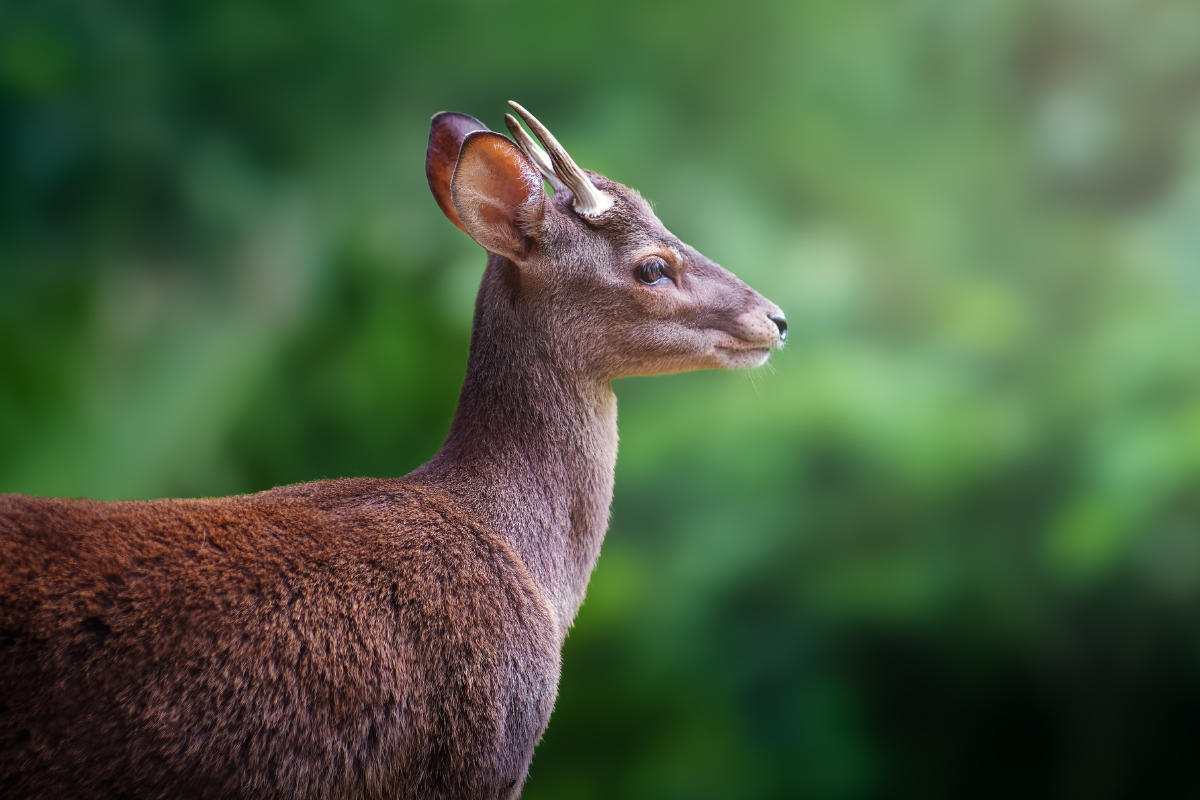 Veado-catingueiro; veados brasileiros