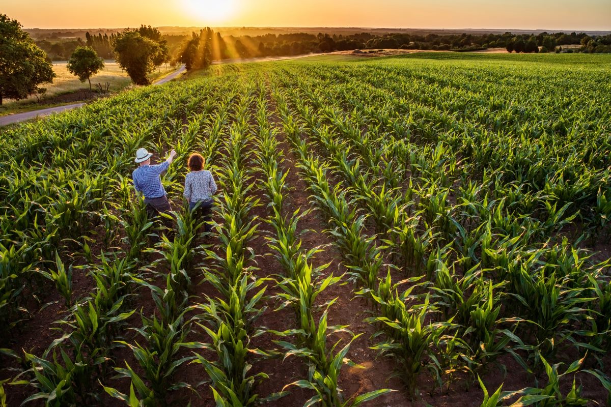 Segundo a Markestrat, agro precisará combinar tecnologia, gestão e inteligência de mercado. Foto: Adobe Stock