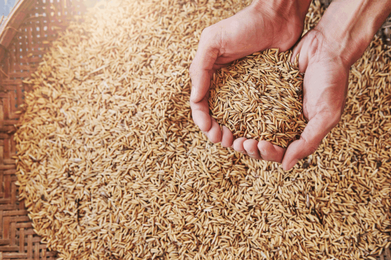 Governo libera mais R$ 73,6 milhões para ajudar arrozeiros 