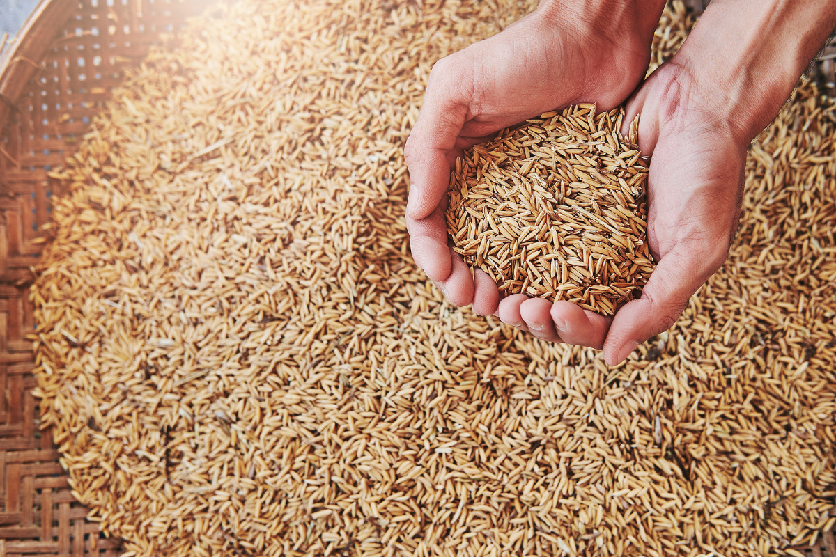 Expectativa é escoar 300 mil toneladas de cinco estados. Foto: Adobe Stock 