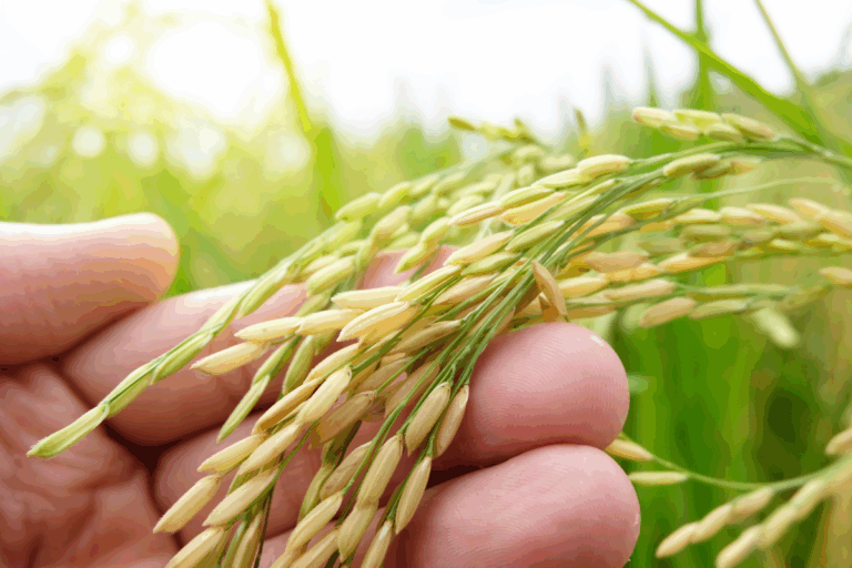 Arroz: supersafra e baixa demanda levam preço ao menor patamar em quatro anos