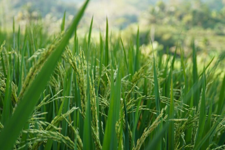 RS abre inscrições para programa de Pagamento por Serviços Ambientais do arroz