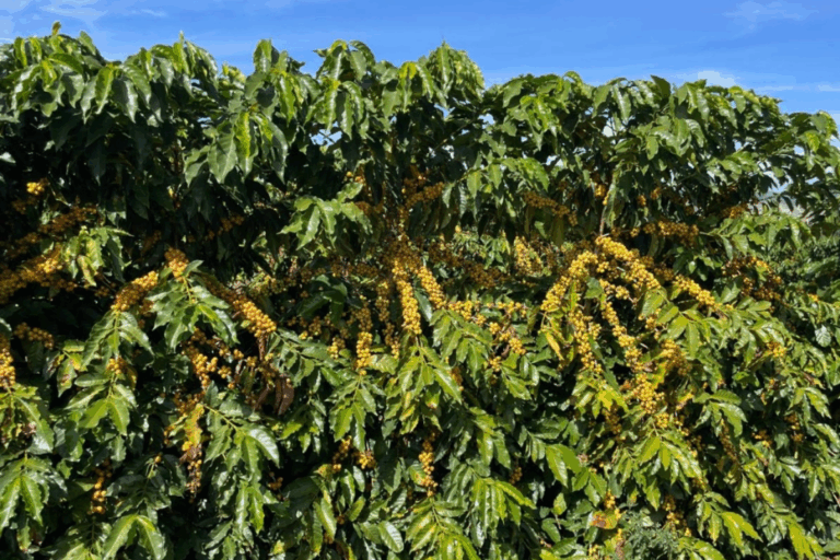Epamig lança cultivar de café mais resistente a doenças e à seca