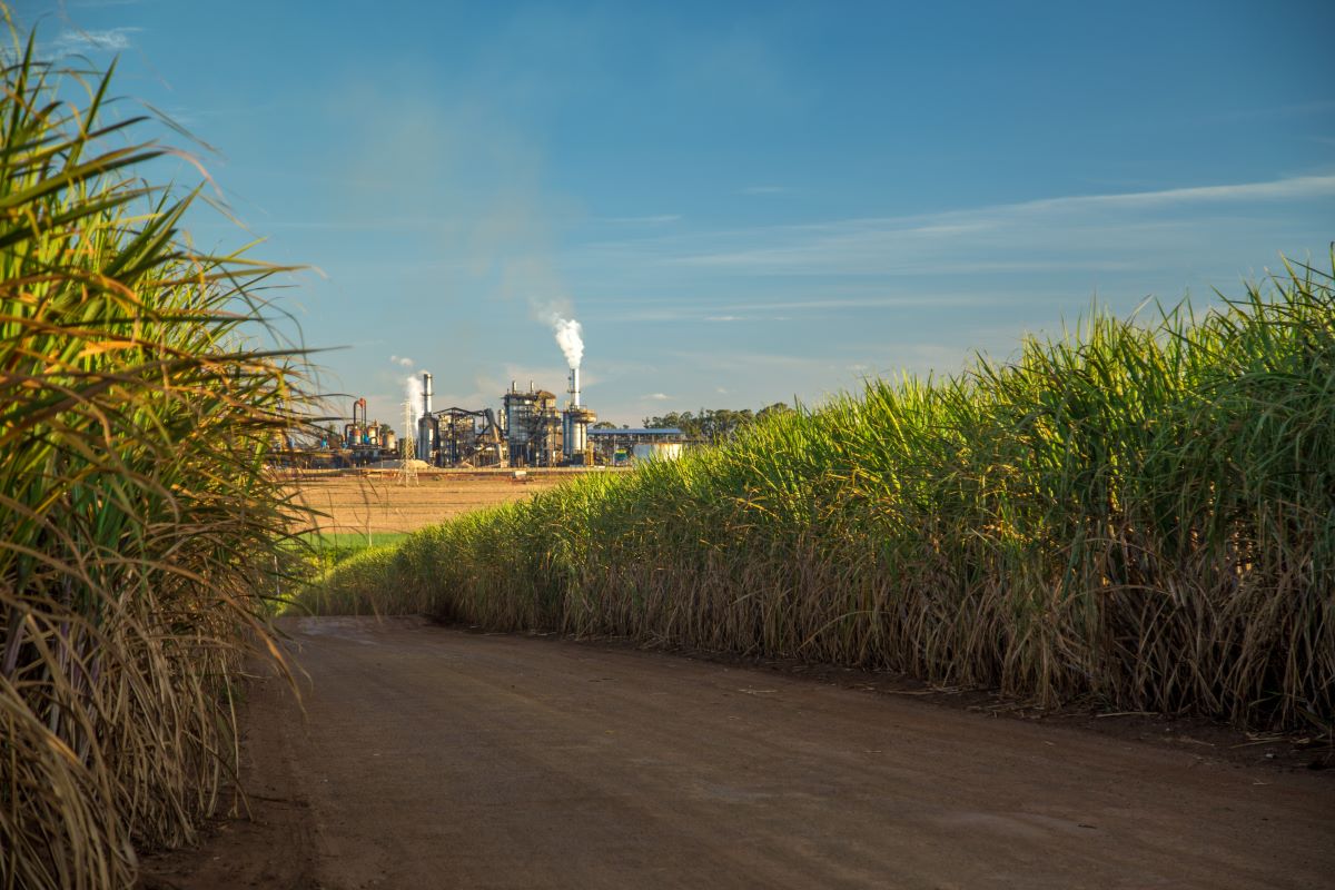 Processamento de cana na 2ª quinzena de novembro totalizou 15,993 milhões de toneladas. Foto: Adobe Stock
