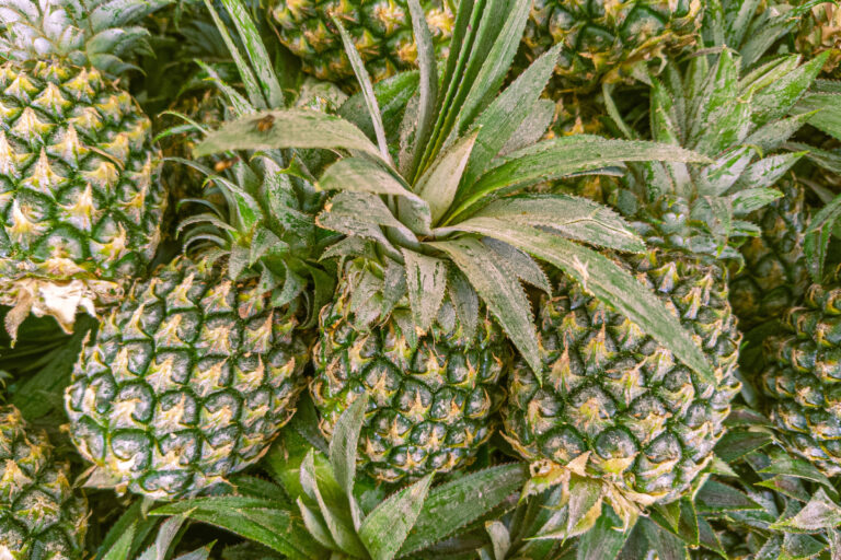 Qual abacaxi é mais doce? Veja 4 variedades mais cultivadas no Brasil