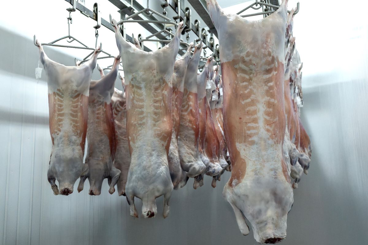 Frigorífico tem capacidade para abate de até 60 animais por dia. Foto: Grupo VPJ/Divulgação