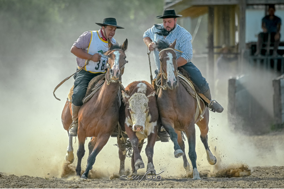 ABCCC - Associação Brasileira de Criadores de Cavalos Crioulos
