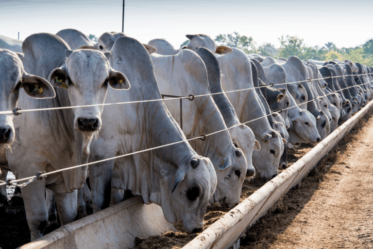 Entenda como funcionará a cota da China para a carne bovina e o que muda para o Brasil
