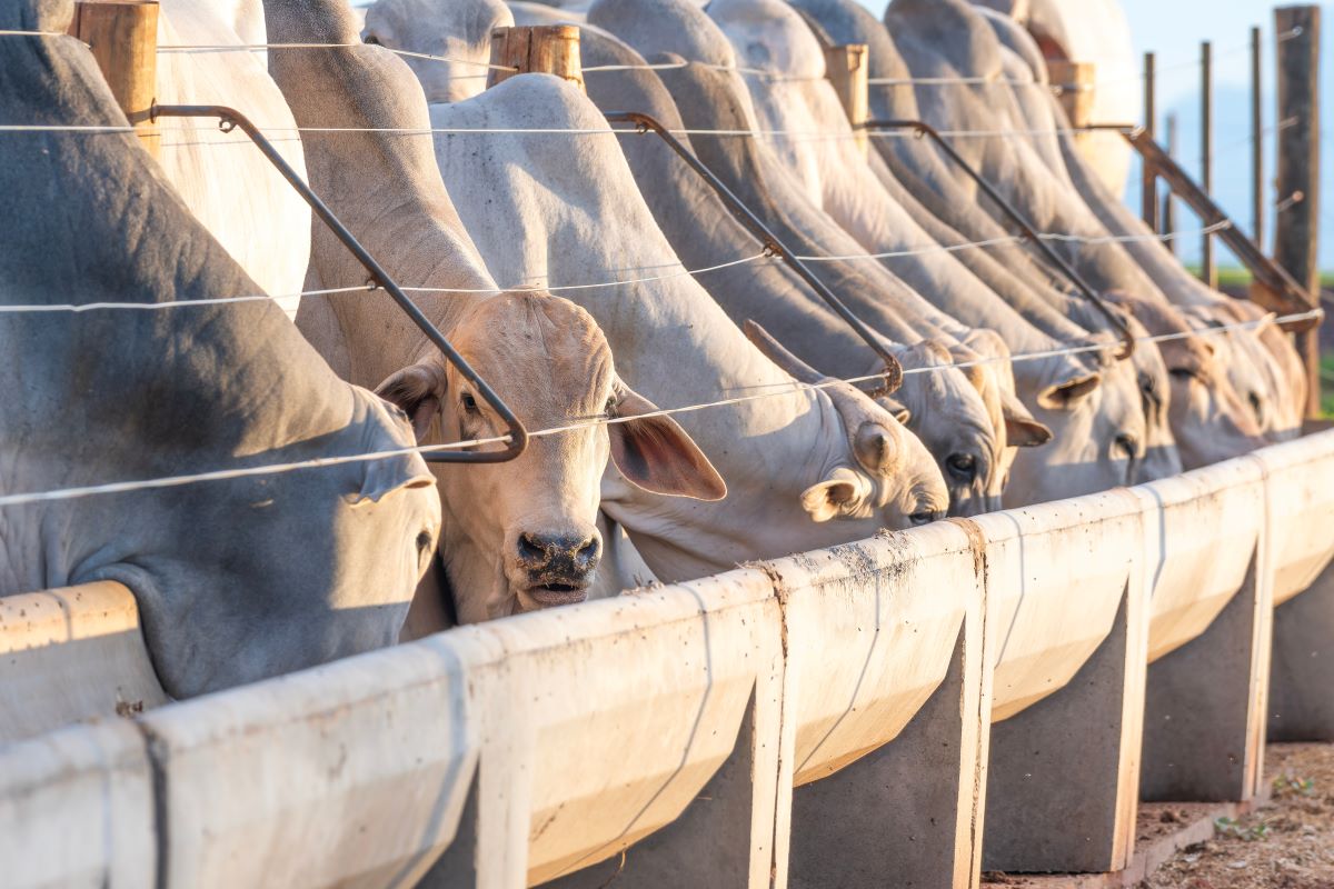 Perspectiva de demanda internacional aquecida é um dos fatores que estimulam o aumento de animais confinados. Foto: Adobe Stock