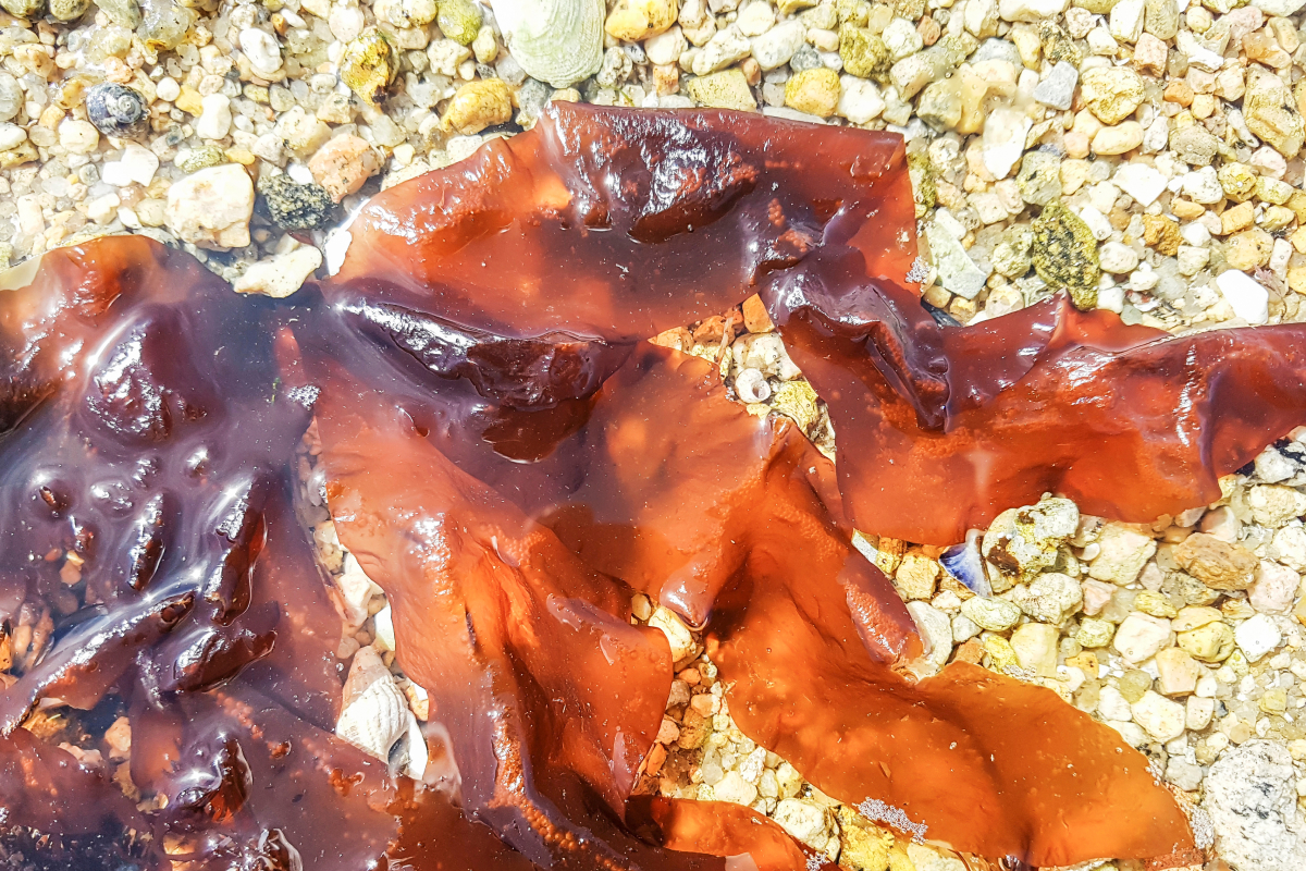 Algas marinhas como alimentação