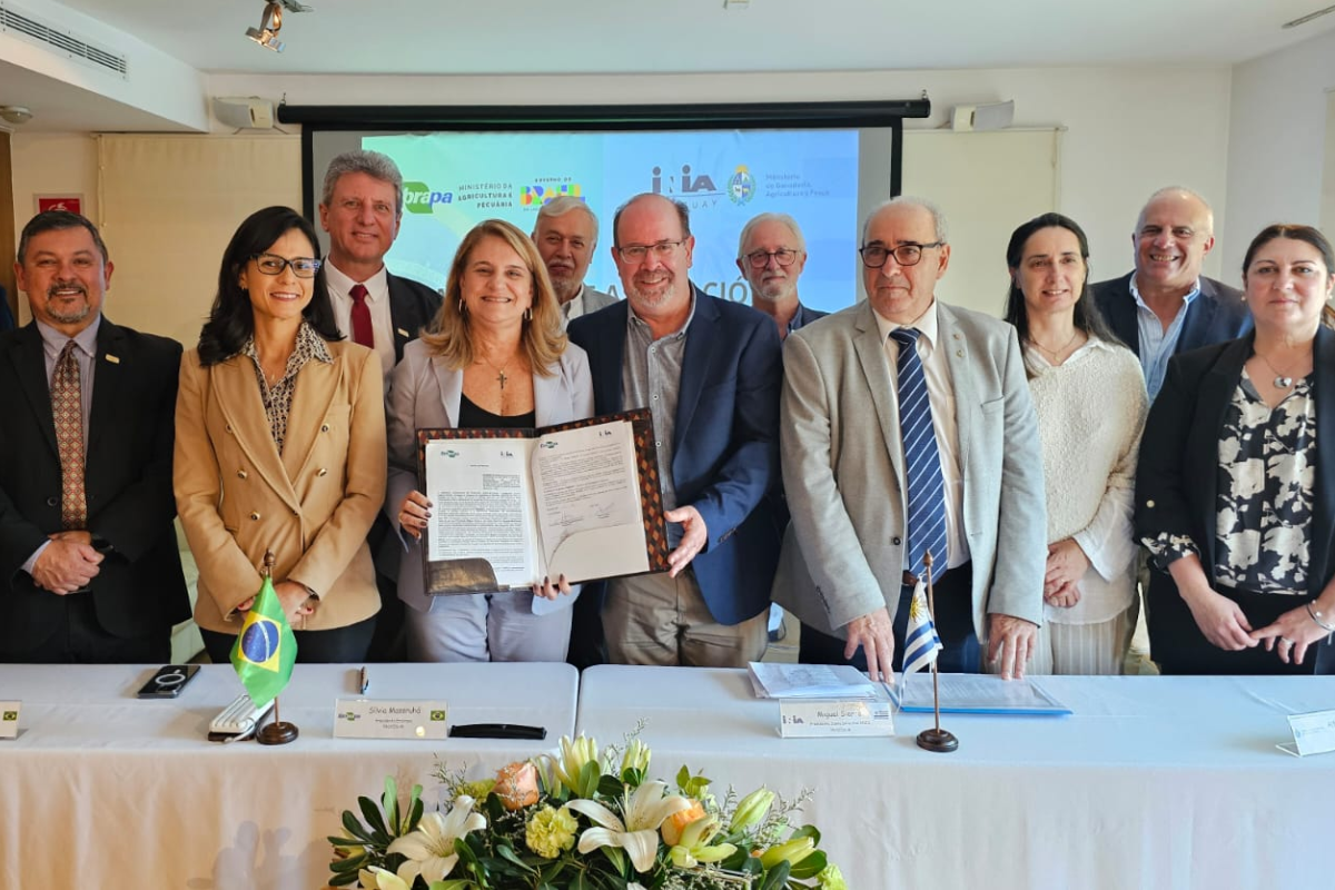 Foto: Vinícius Kuromoto/Embrapa