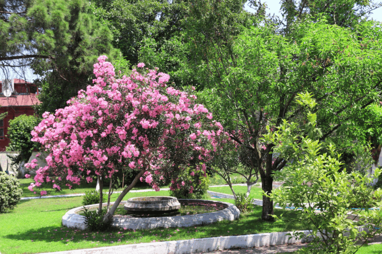 O perigo escondido nessas flores de cores vibrantes