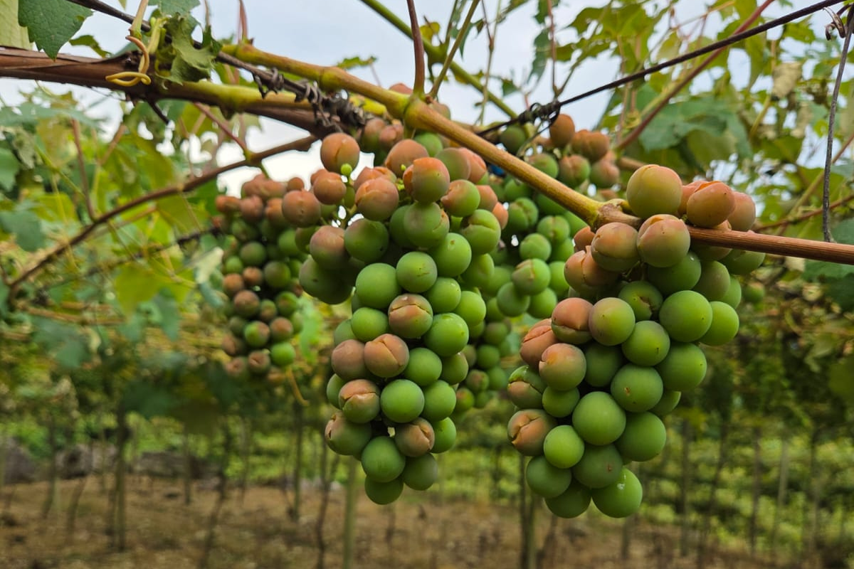 Antigranizo; estragos granizo uvas