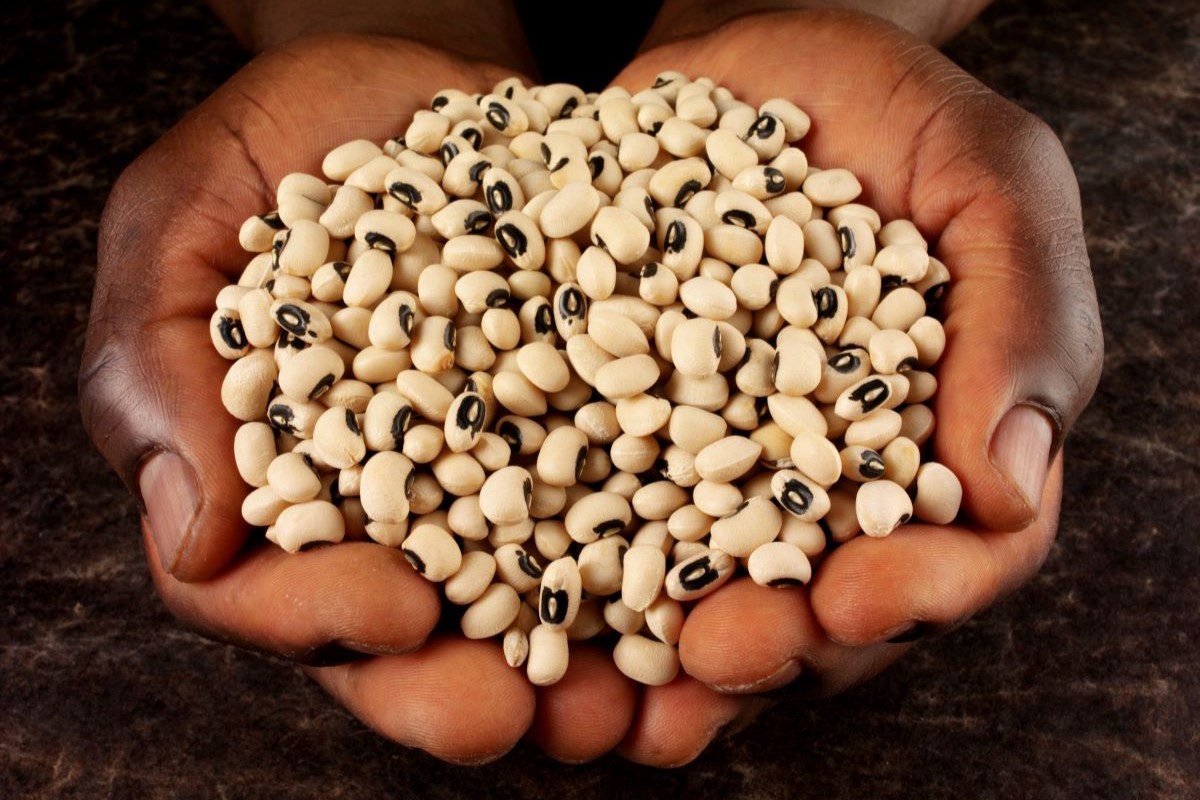 Feijão fradinho é um dos itens autorizados a entrar nos países da Ásia. Foto: Adobe Stock