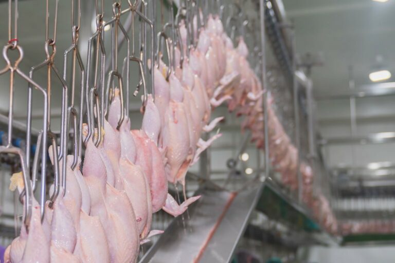 Ainda sem China entre principais destinos, exportações de frango caem 6,5% em novembro