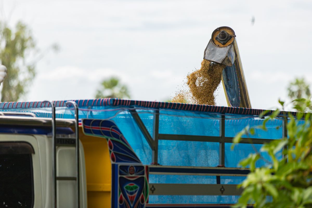Segundo a Federarroz, mudança no frete ocorre em safra marcada por prejuízos dos produtores. Foto: Adobe Stock
