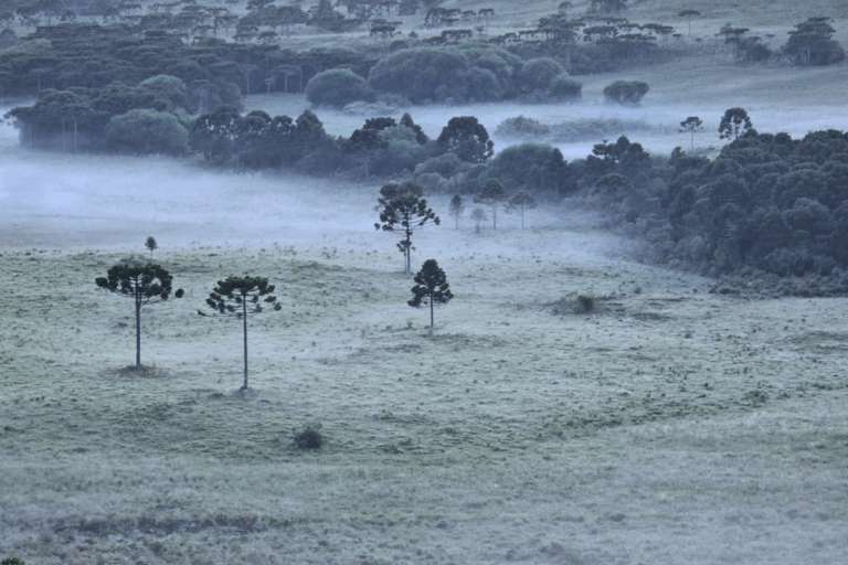 Frio fora de época traz geada ao Sul do Brasil; veja imagens