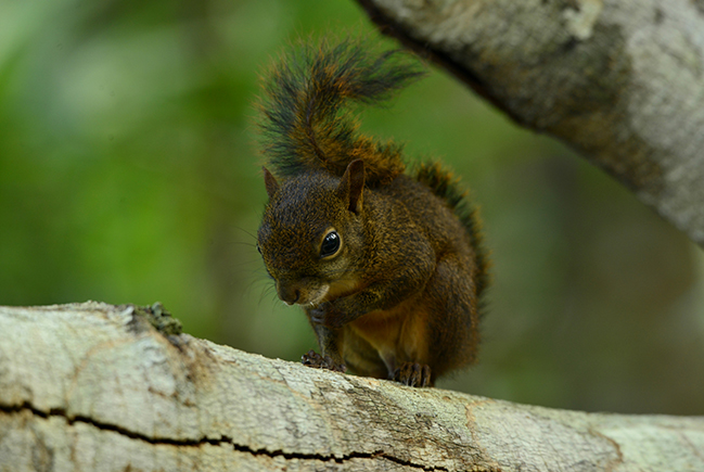 esquilos nativos do brasil