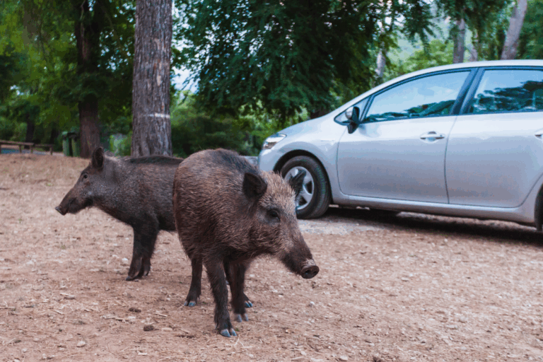 Peste suína africana volta à Espanha após 30 anos