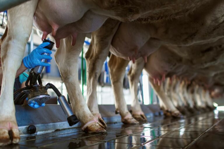 Setor lácteo começa 2026 na defensiva, após margens pressionadas