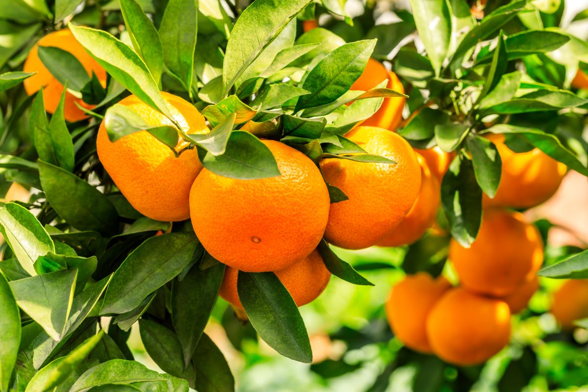Preço da laranja caiu de R$ 45,41 para R$ 38,39 no último mês. Foto: Adobe Stock