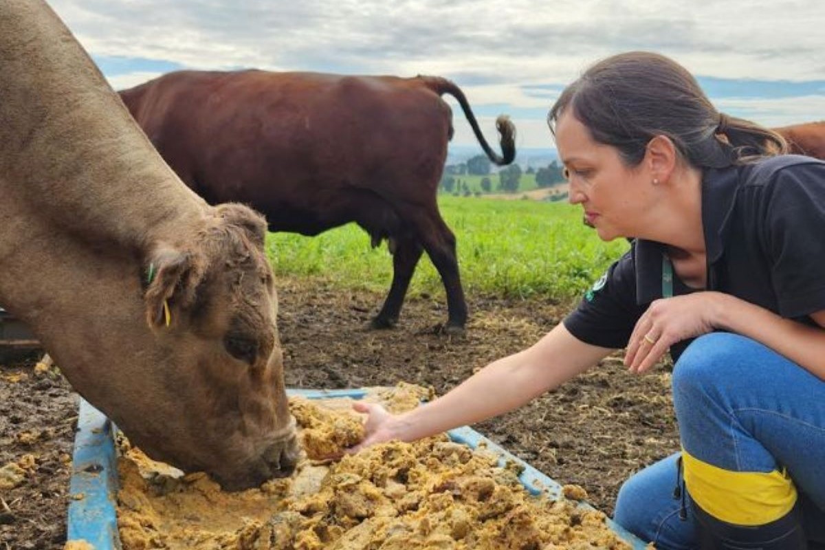 Pesquisa com bagaço de maçã na alimentação bovina seguirá até o segundo semestre de 2026. Foto: Epagri/Divulgação