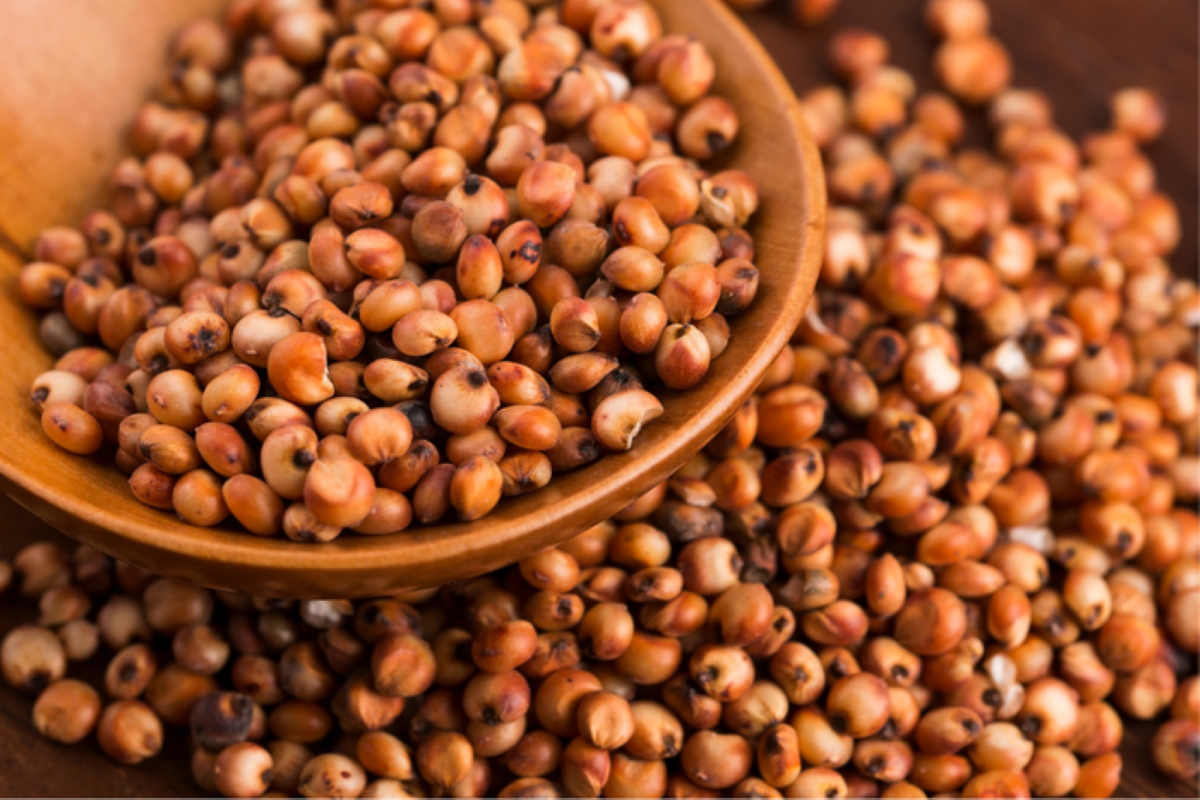 Brasil vai exportar sementes de sorgo para o Peru. Foto: Mapa/Divulgação