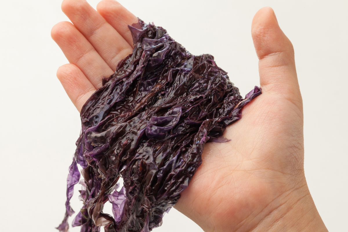 Algas marinhas como alimentação